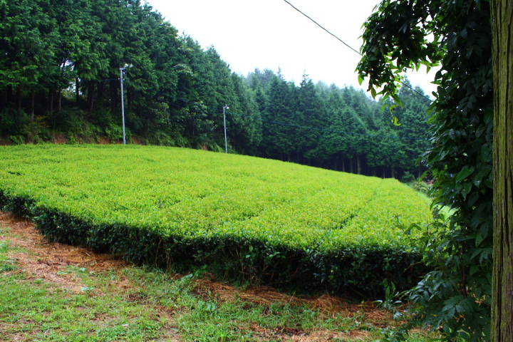 Tea garden in Ukiha