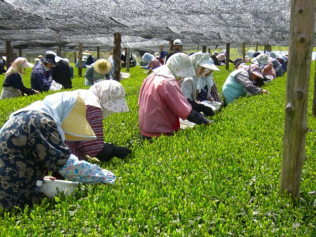 Tea garden in Yame