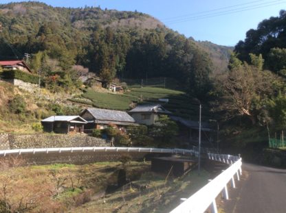 Kiyosawa tea farm
