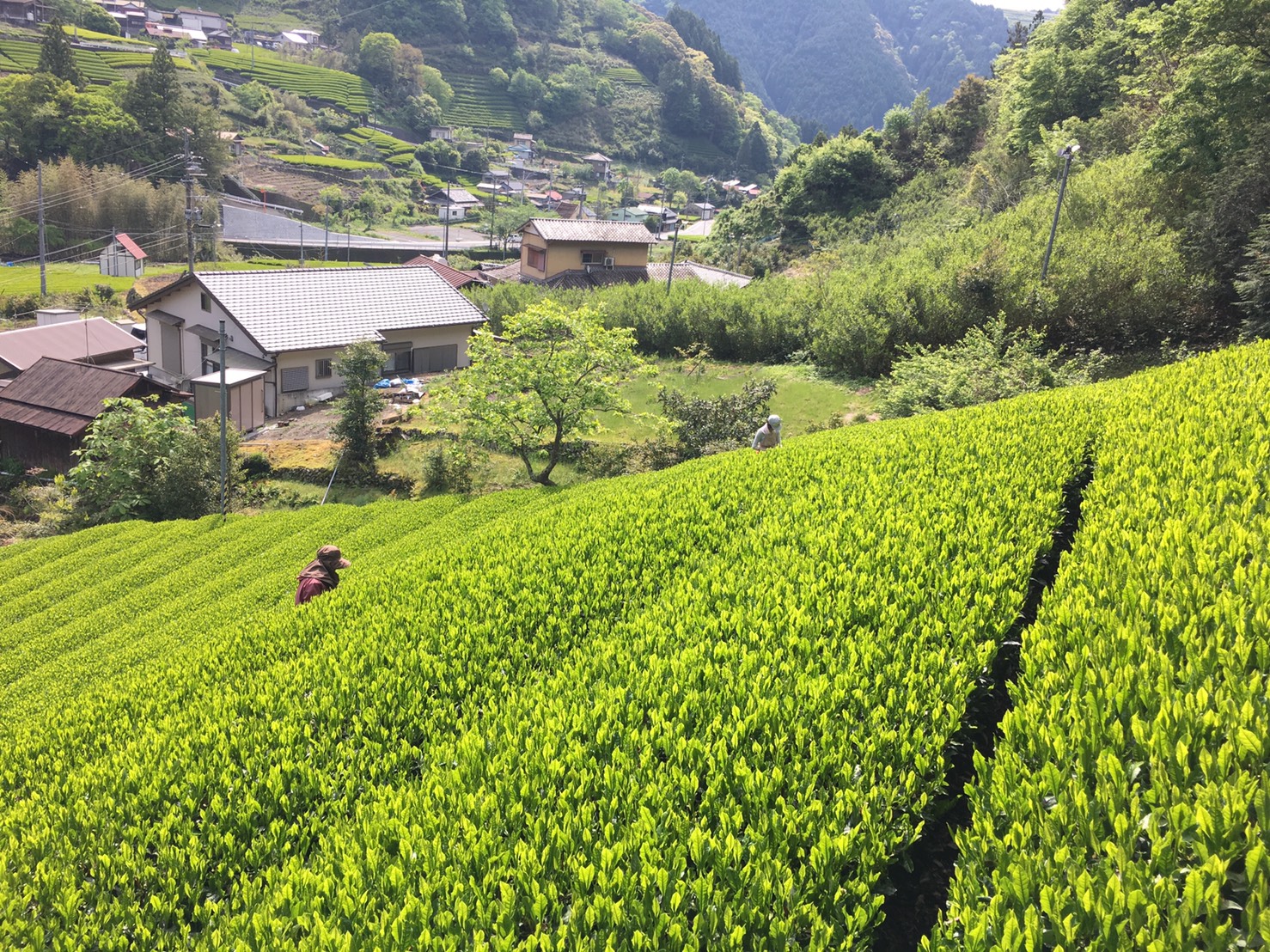 Kiyosawa tea farm
