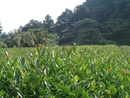 Tea farm in Haruno
