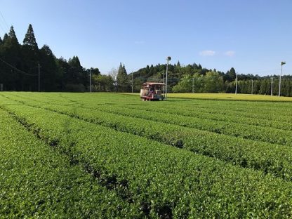 Tea garden in Kirishima