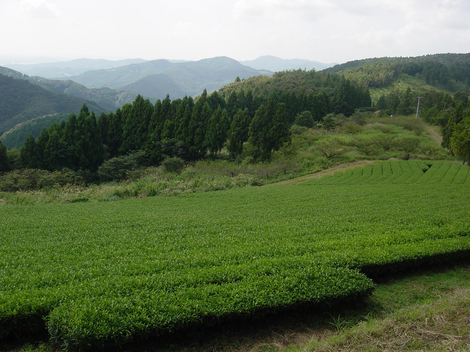 Shop Japanese organic green tea